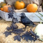 Pumpkins on display are for sale too